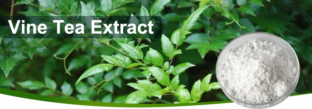 Vine Tea Extract Vine Tea Extract