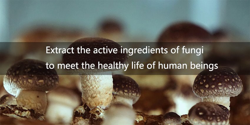 Organic Agaricus blazei extract powder 