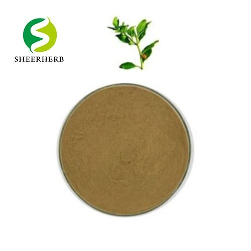 Poudre d'Ashwagandha brute