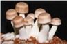 Organic Agaricus Blazei Extract Powder